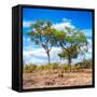 Awesome South Africa Collection Square - Savannah Trees II-Philippe Hugonnard-Framed Stretched Canvas
