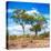 Awesome South Africa Collection Square - Savannah Trees II-Philippe Hugonnard-Stretched Canvas