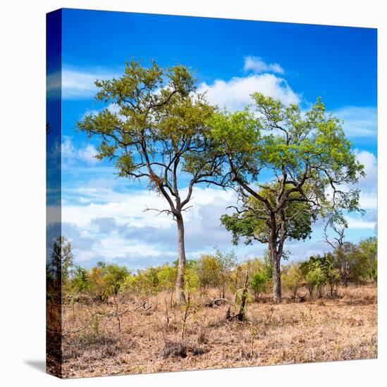 Awesome South Africa Collection Square - Savannah Trees II-Philippe Hugonnard-Stretched Canvas