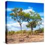 Awesome South Africa Collection Square - Savannah Trees II-Philippe Hugonnard-Stretched Canvas