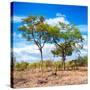 Awesome South Africa Collection Square - Savannah Trees II-Philippe Hugonnard-Stretched Canvas