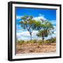 Awesome South Africa Collection Square - Savannah Trees II-Philippe Hugonnard-Framed Photographic Print
