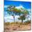 Awesome South Africa Collection Square - Savannah Trees II-Philippe Hugonnard-Mounted Photographic Print
