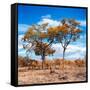 Awesome South Africa Collection Square - Savannah Trees in Fall Colors II-Philippe Hugonnard-Framed Stretched Canvas