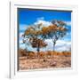 Awesome South Africa Collection Square - Savannah Trees in Fall Colors II-Philippe Hugonnard-Framed Photographic Print