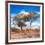Awesome South Africa Collection Square - Savannah Trees in Fall Colors II-Philippe Hugonnard-Framed Photographic Print