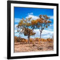 Awesome South Africa Collection Square - Savannah Trees in Fall Colors II-Philippe Hugonnard-Framed Photographic Print