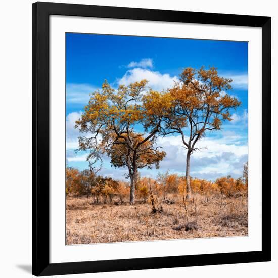 Awesome South Africa Collection Square - Savannah Trees in Fall Colors II-Philippe Hugonnard-Framed Photographic Print