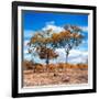 Awesome South Africa Collection Square - Savannah Trees in Fall Colors II-Philippe Hugonnard-Framed Photographic Print