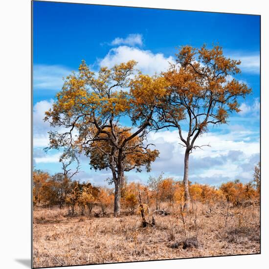 Awesome South Africa Collection Square - Savannah Trees in Fall Colors II-Philippe Hugonnard-Mounted Photographic Print