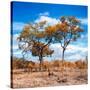 Awesome South Africa Collection Square - Savannah Trees in Fall Colors II-Philippe Hugonnard-Stretched Canvas