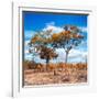 Awesome South Africa Collection Square - Savannah Trees in Fall Colors II-Philippe Hugonnard-Framed Photographic Print