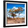 Awesome South Africa Collection Square - Savannah Trees in Fall Colors II-Philippe Hugonnard-Framed Photographic Print