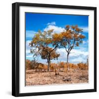 Awesome South Africa Collection Square - Savannah Trees in Fall Colors II-Philippe Hugonnard-Framed Photographic Print