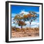 Awesome South Africa Collection Square - Savannah Trees in Fall Colors II-Philippe Hugonnard-Framed Photographic Print