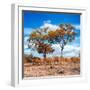 Awesome South Africa Collection Square - Savannah Trees in Fall Colors II-Philippe Hugonnard-Framed Photographic Print