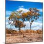 Awesome South Africa Collection Square - Savannah Trees in Fall Colors II-Philippe Hugonnard-Mounted Photographic Print