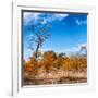 Awesome South Africa Collection Square - Savannah Trees in Fall Colors-Philippe Hugonnard-Framed Photographic Print