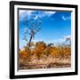 Awesome South Africa Collection Square - Savannah Trees in Fall Colors-Philippe Hugonnard-Framed Photographic Print