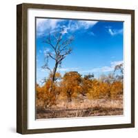 Awesome South Africa Collection Square - Savannah Trees in Fall Colors-Philippe Hugonnard-Framed Photographic Print