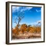 Awesome South Africa Collection Square - Savannah Trees in Fall Colors-Philippe Hugonnard-Framed Photographic Print