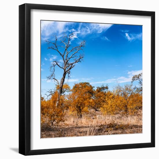 Awesome South Africa Collection Square - Savannah Trees in Fall Colors-Philippe Hugonnard-Framed Photographic Print