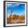 Awesome South Africa Collection Square - Savannah Trees in Fall Colors-Philippe Hugonnard-Framed Photographic Print