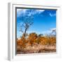 Awesome South Africa Collection Square - Savannah Trees in Fall Colors-Philippe Hugonnard-Framed Photographic Print