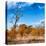 Awesome South Africa Collection Square - Savannah Trees in Fall Colors-Philippe Hugonnard-Stretched Canvas
