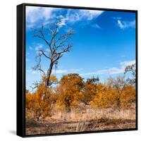 Awesome South Africa Collection Square - Savannah Trees in Fall Colors-Philippe Hugonnard-Framed Stretched Canvas
