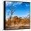 Awesome South Africa Collection Square - Savannah Trees in Fall Colors-Philippe Hugonnard-Framed Stretched Canvas