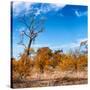 Awesome South Africa Collection Square - Savannah Trees in Fall Colors-Philippe Hugonnard-Stretched Canvas