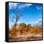 Awesome South Africa Collection Square - Savannah Trees in Fall Colors-Philippe Hugonnard-Framed Stretched Canvas