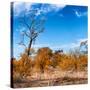 Awesome South Africa Collection Square - Savannah Trees in Fall Colors-Philippe Hugonnard-Stretched Canvas