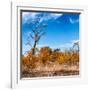 Awesome South Africa Collection Square - Savannah Trees in Fall Colors-Philippe Hugonnard-Framed Photographic Print