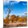 Awesome South Africa Collection Square - Savannah Trees in Fall Colors-Philippe Hugonnard-Mounted Photographic Print
