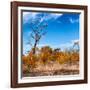 Awesome South Africa Collection Square - Savannah Trees in Fall Colors-Philippe Hugonnard-Framed Photographic Print