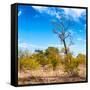 Awesome South Africa Collection Square - Savannah Trees-Philippe Hugonnard-Framed Stretched Canvas