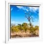 Awesome South Africa Collection Square - Savannah Trees-Philippe Hugonnard-Framed Photographic Print