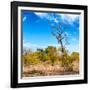 Awesome South Africa Collection Square - Savannah Trees-Philippe Hugonnard-Framed Photographic Print
