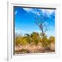 Awesome South Africa Collection Square - Savannah Trees-Philippe Hugonnard-Framed Photographic Print