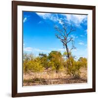 Awesome South Africa Collection Square - Savannah Trees-Philippe Hugonnard-Framed Photographic Print