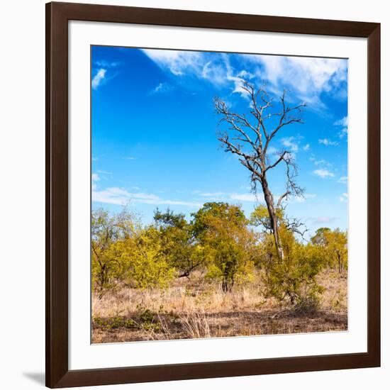 Awesome South Africa Collection Square - Savannah Trees-Philippe Hugonnard-Framed Photographic Print