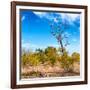 Awesome South Africa Collection Square - Savannah Trees-Philippe Hugonnard-Framed Photographic Print