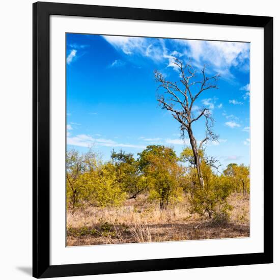 Awesome South Africa Collection Square - Savannah Trees-Philippe Hugonnard-Framed Photographic Print