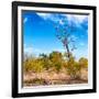 Awesome South Africa Collection Square - Savannah Trees-Philippe Hugonnard-Framed Photographic Print