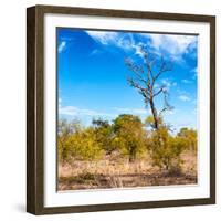 Awesome South Africa Collection Square - Savannah Trees-Philippe Hugonnard-Framed Photographic Print