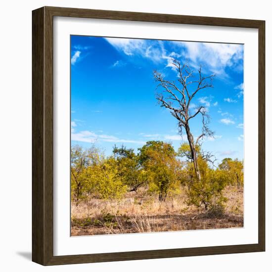 Awesome South Africa Collection Square - Savannah Trees-Philippe Hugonnard-Framed Photographic Print