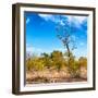 Awesome South Africa Collection Square - Savannah Trees-Philippe Hugonnard-Framed Photographic Print