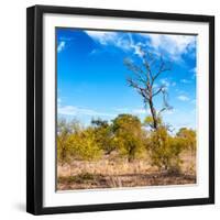 Awesome South Africa Collection Square - Savannah Trees-Philippe Hugonnard-Framed Photographic Print